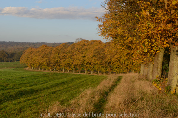 paysage automne